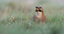 Sójka (Garrulus glandar...