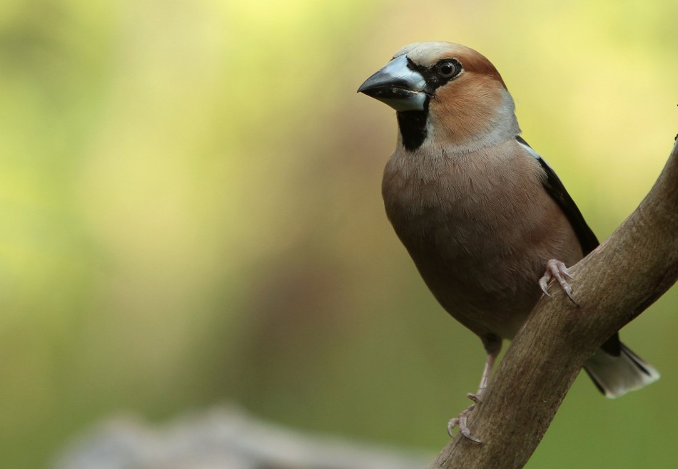 Grubodziób. . Zdjęcie 338950