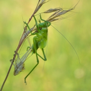 Metamorfoza