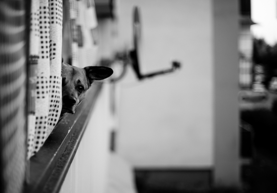 fotografandrzej333 - . . Zdjęcie 174999