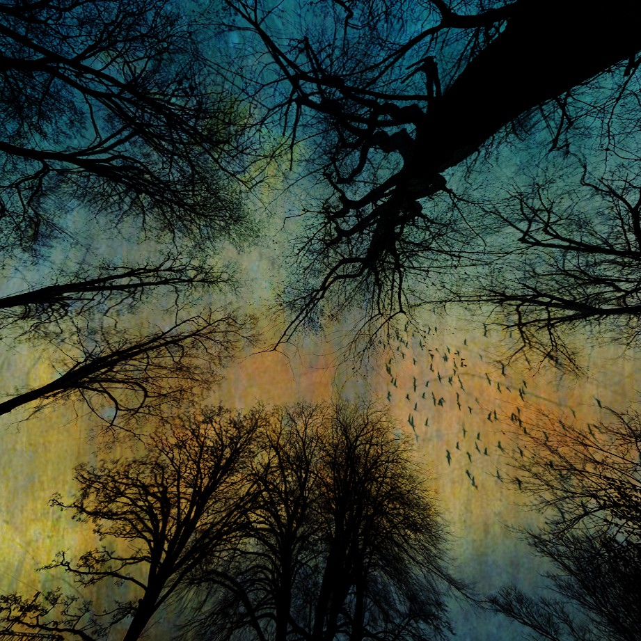 Into The Trees.... . Zdjęcie 338390