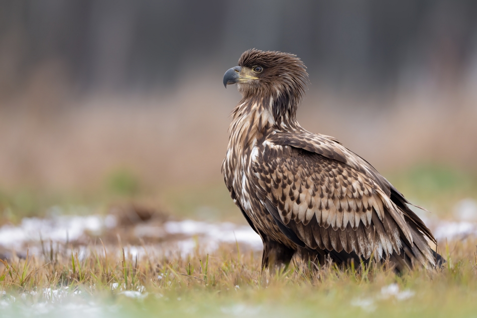 fotodam - Młodzież. Bielik (Haliaeetus albicilla). Zdjęcie 329273