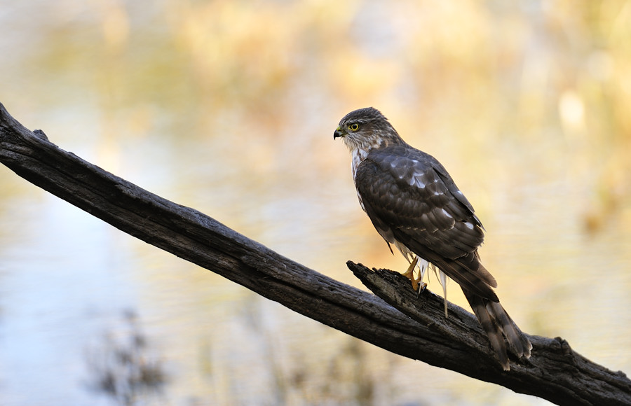 mundi - krogulec zmienny - Accipiter striatus. . Zdjęcie 8102