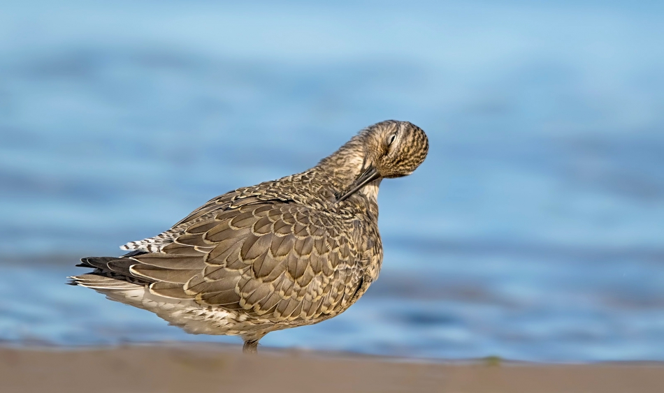 roman53 - Biegus rdzawy. . Zdjęcie 318285