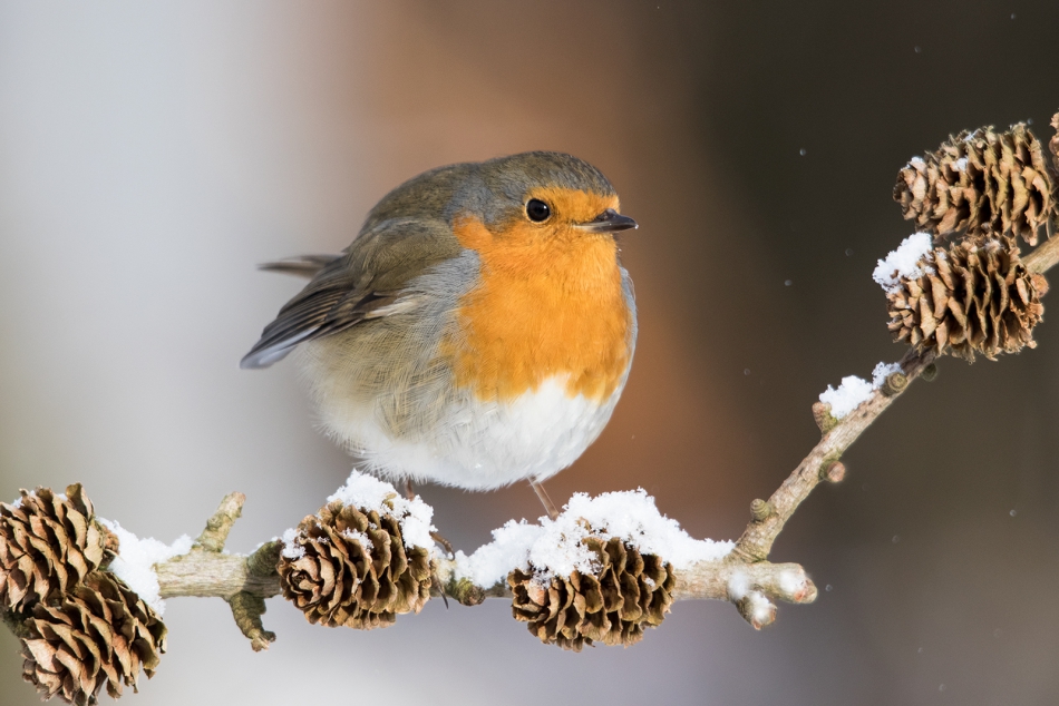 roman53 - . . Zdjęcie 283918