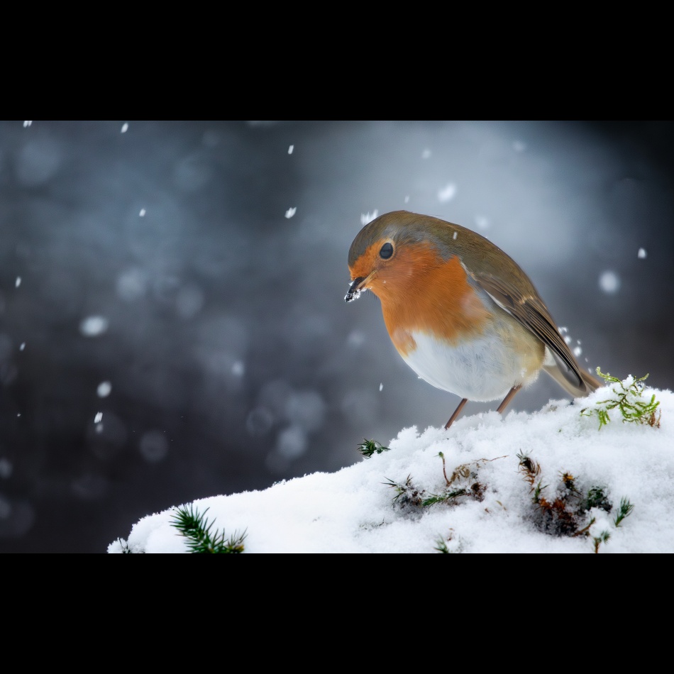 Rudzik. . Zdjęcie 337055