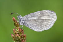 Leptidea sinapis