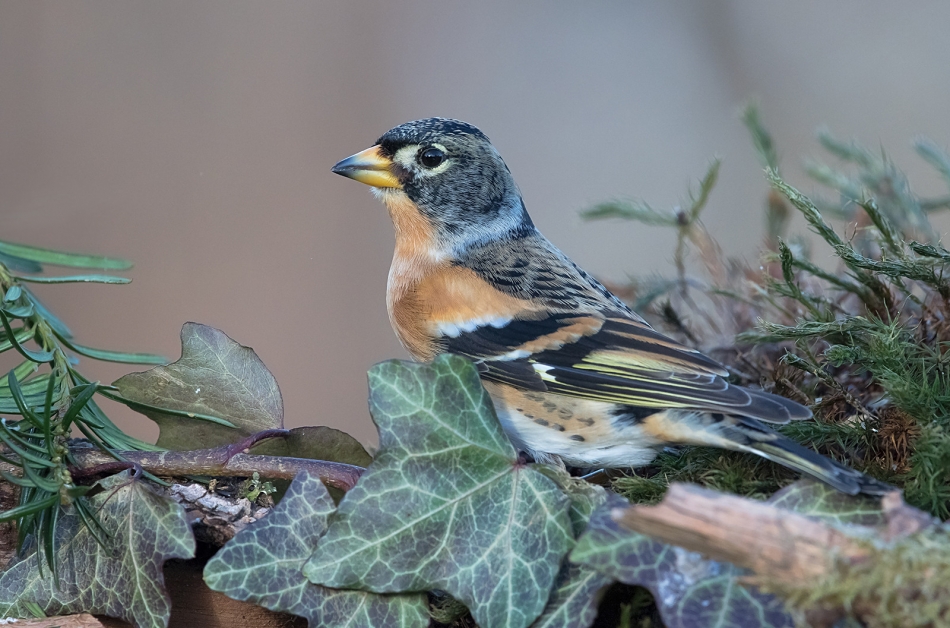 roman53 - Zięba jer. . Zdjęcie 321424