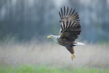 Bielik, White-tailed Ea...