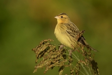 Bobolink meadowlarks.