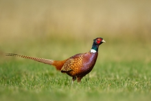 Bażant, Common Pheasant...