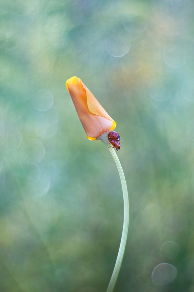 agnez - . PE. Zdjęcie 225076