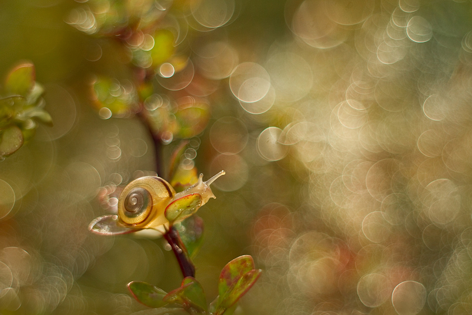 agnez - ...poszedłbym gdzieś  w siną dal. Pentacon 50/1.8. Zdjęcie 132763