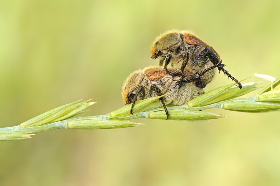 Dwa owady na żdżble trawy. PE. Zdjęcie 338811