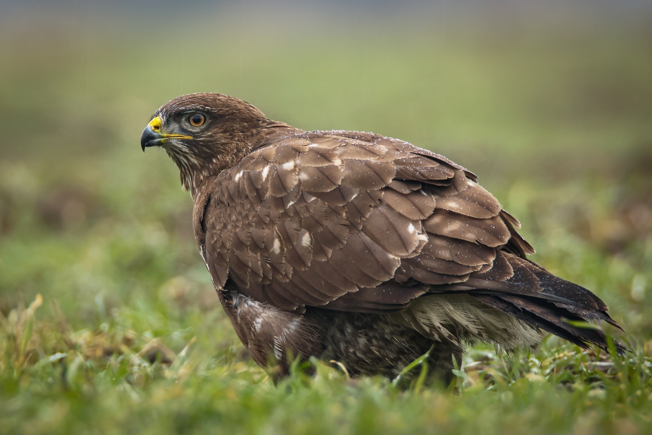 marcinmm - Myszołów zwyczajny ( Buteo buteo ). . Zdjęcie 321859