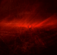 Red King