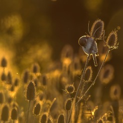 Gąsiorkowa kołysanka.