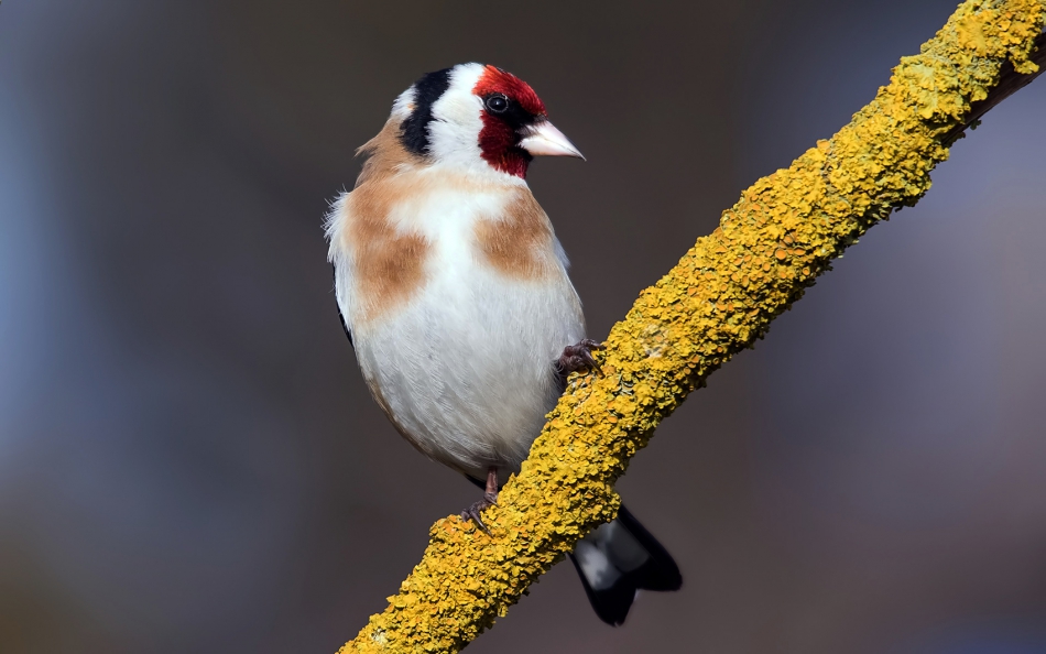 roman53 - Szczygieł. . Zdjęcie 314273