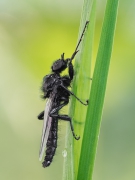Bibio marci