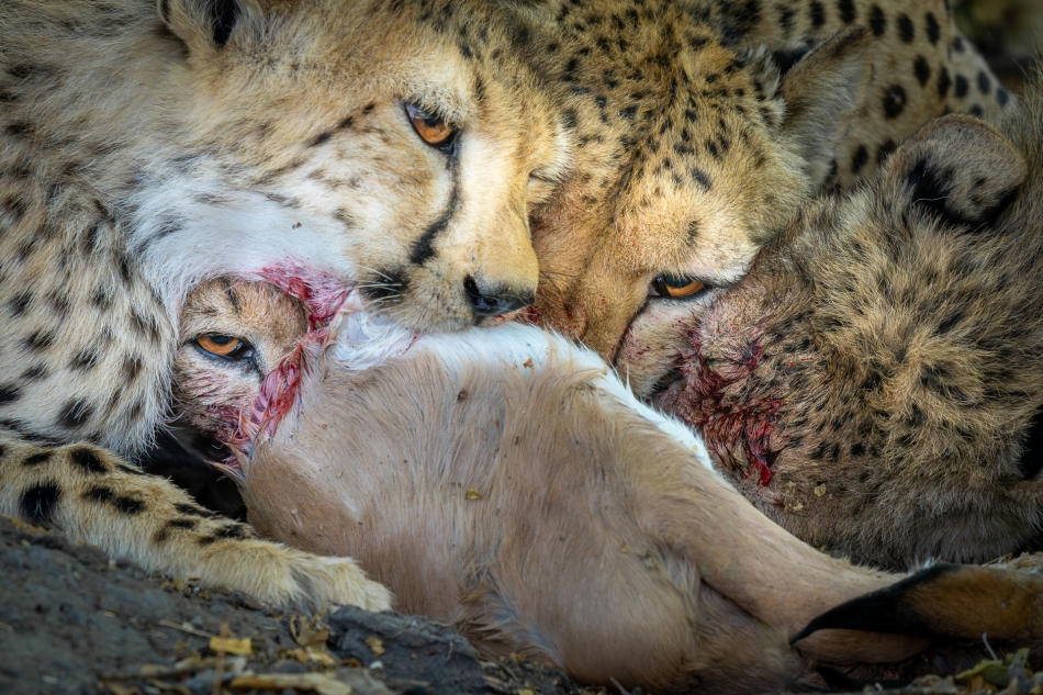 Lilen - Ciasnota przy stole. W palącym słońcu, które niemiłosiernie grzało nad terenami Savuti w Botswanie, najszybsze zwierzę lądowe ścigało się z antylopami. Nie była to jednak niewinna zabawa a walka o przetrwanie. . Zdjęcie 322498