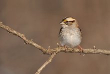 White - Throated Sparro...