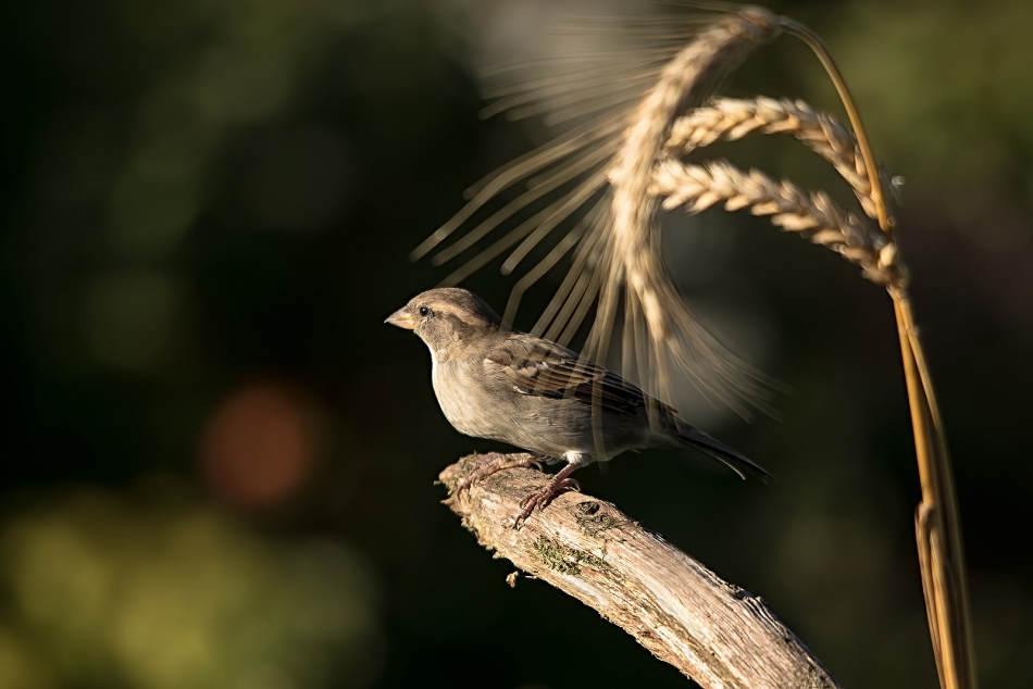 roman53 - . . Zdjęcie 294219