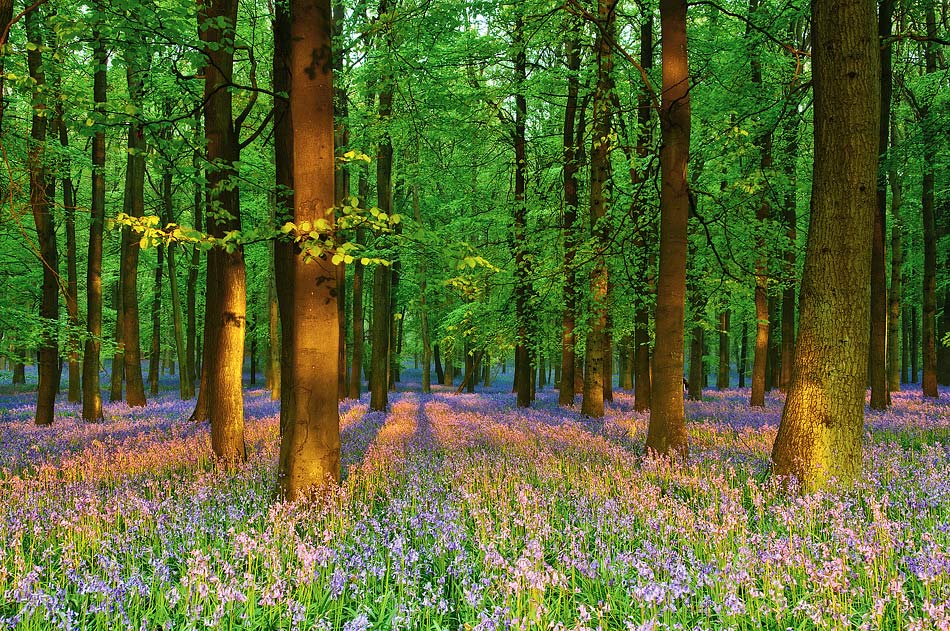 maniak666 - Dzwonkowo :-). Gdzieś w pobliżu Londynu.... Zdjęcie 24558