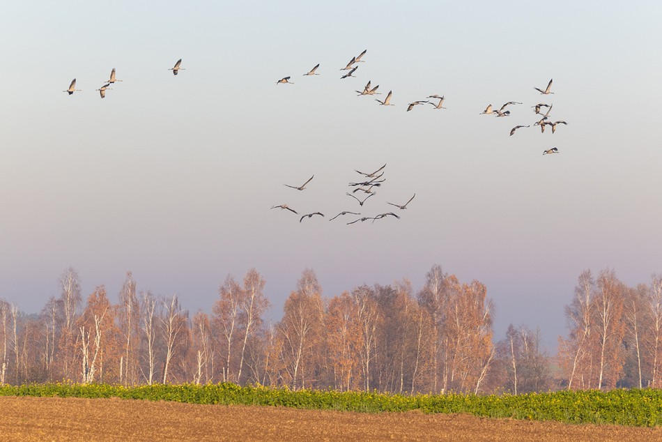 Stado ptaków w locie .                  . Zdjęcie 338515