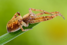 Philodromus cespitum.