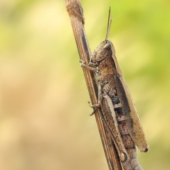 Konik polny (Chorthippus)