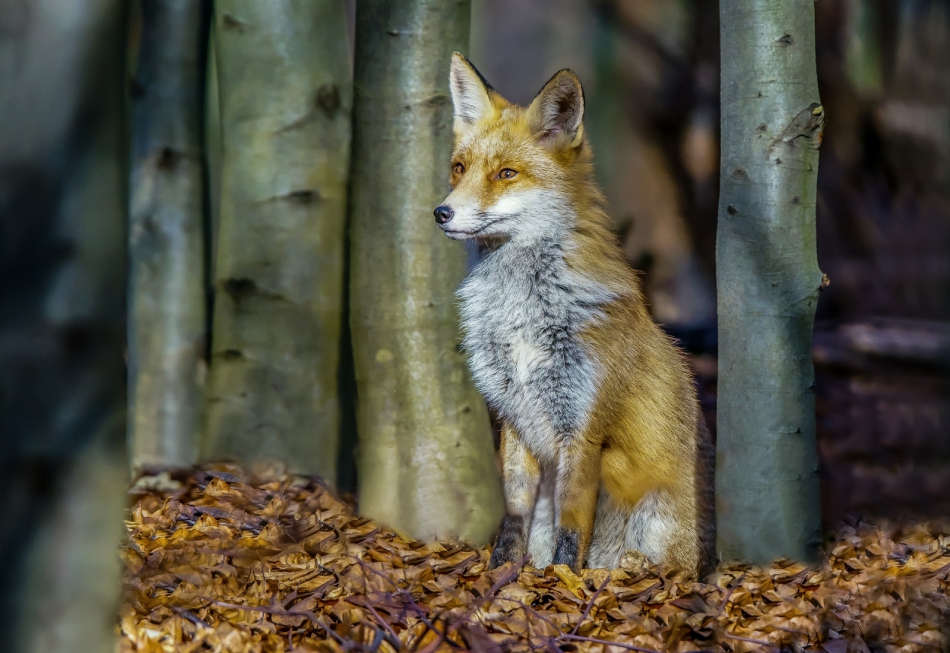 amigamedia - Rudzielec.  W bukowym lesie,żyje wielu mieszkańców,którzy walczą o przetrwanie i tylko silni maja szanse przeżyć. Lis (Vulpes vulpes) . Zdjęcie 269706