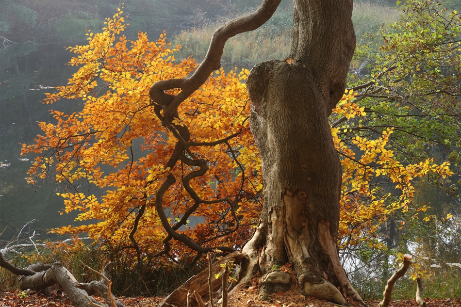 jesie?. . Zdjęcie 336997