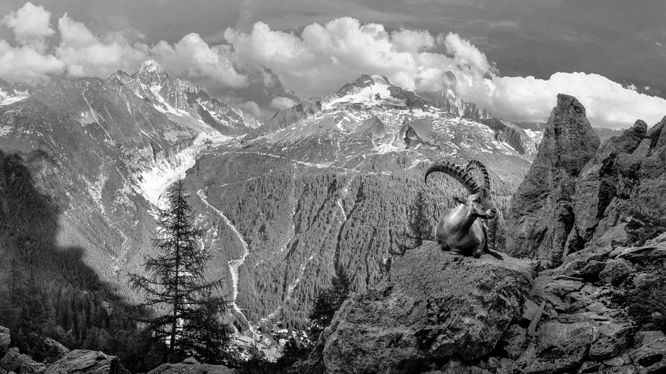 Koziorożec pod Mont Blanc. . Zdjęcie 338902