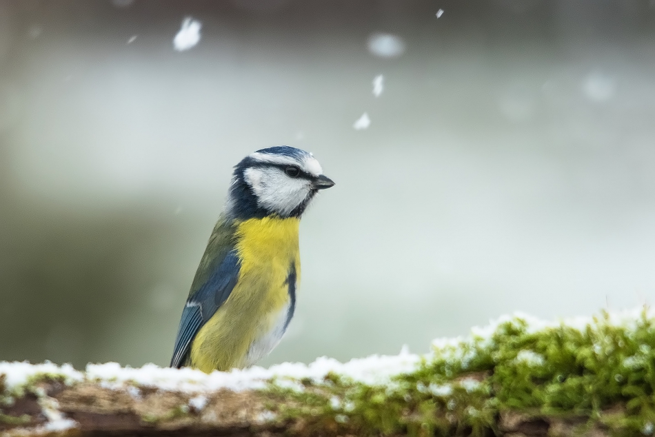 roman53 - . . Zdjęcie 287569