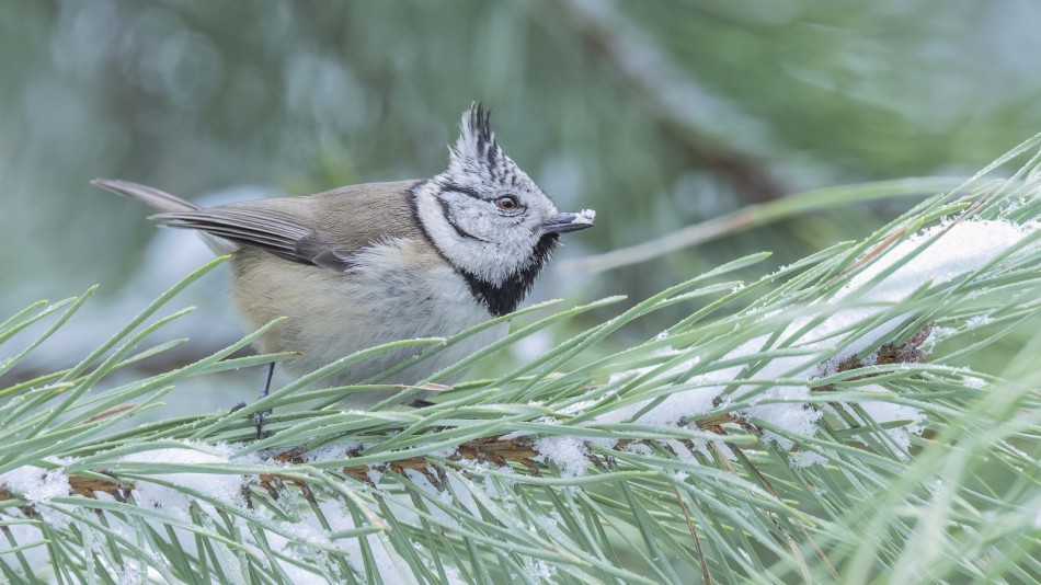 Czubatka z zimowego lasu. Znów na śniadanie mrożonka ;). Zdjęcie 338825