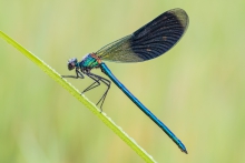 Calopteryx splendens 