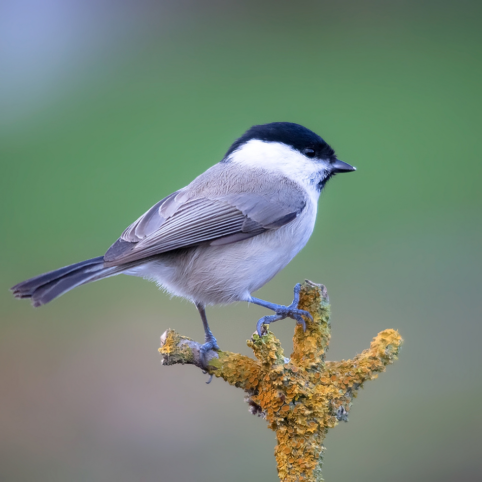 roman53 - . . Zdjęcie 286021