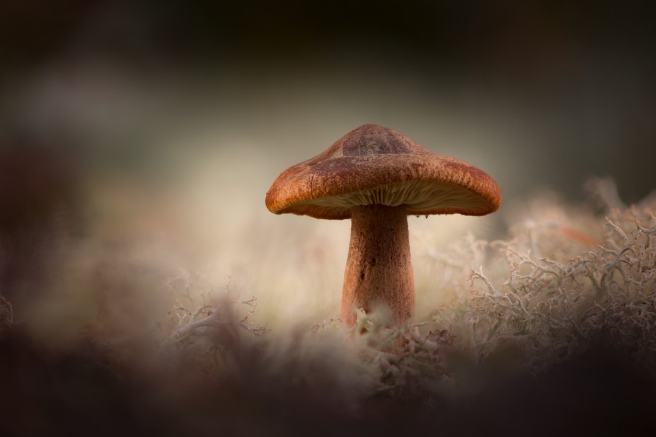 Grzybek.... . Zdjęcie 338035