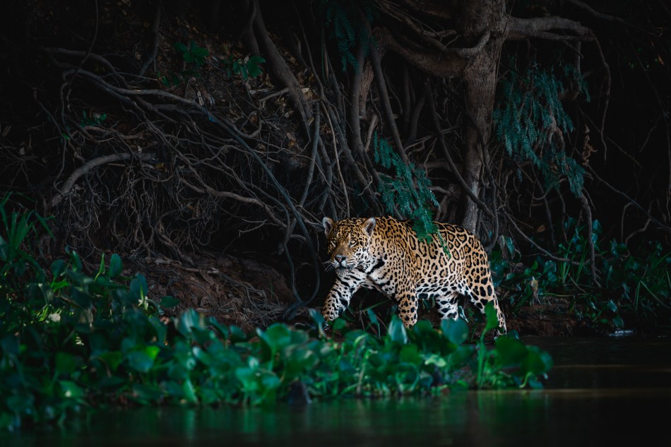 Nadbrzeżny duch. Skomplikowane systemy korzeniowe nie tylko stabilizują grunt, ale tworzą liczne zakamarki, które służą jako schronienie dla wielu zwierząt. Świetnie w takim środowisku radzą sobie jaguary, poruszając się w tym labiryncie gał