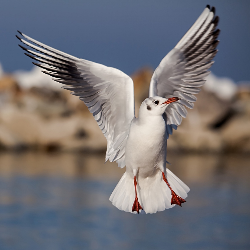 roman53 - . . Zdjęcie 295419