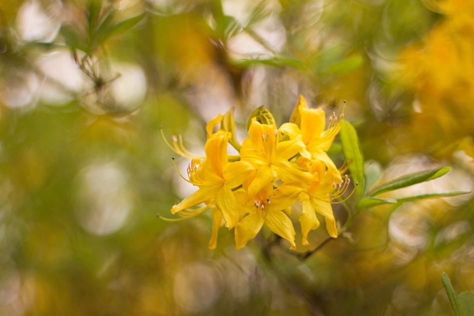 agnez - . PE. Zdjęcie 244492