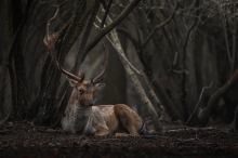 In a burnt forest 