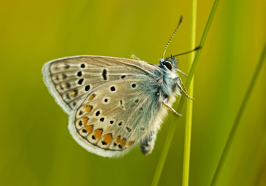 dzafoto - *. . Zdjęcie 131356