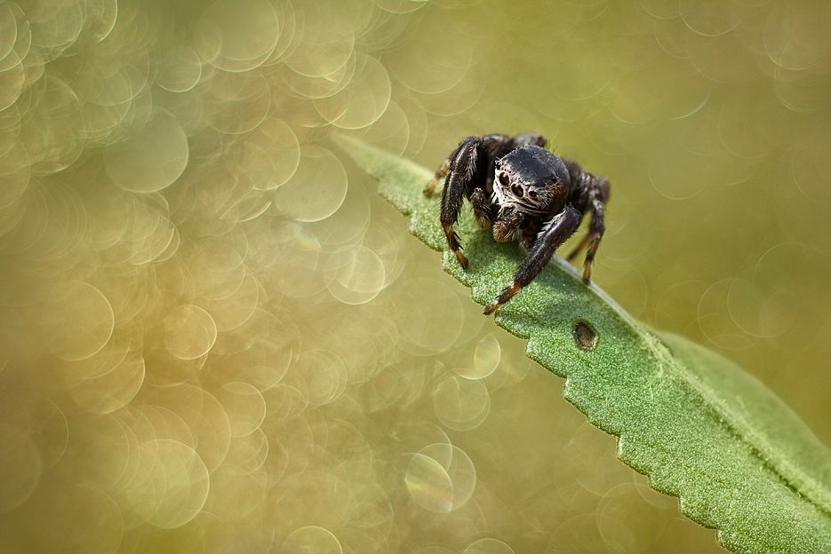 agnez - Obserwator. . Zdjęcie 136635