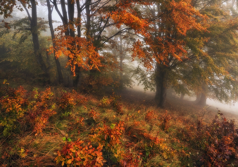sergnester - autumn forest. A misty fantastic autumn forest. The beech trees are in a fog. Zdjęcie 330070
