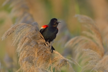 Red-winged blackbird