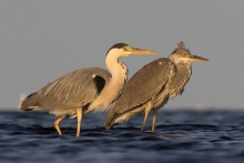 Dwa pokolenia
