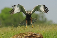 Błotniak stawowy 