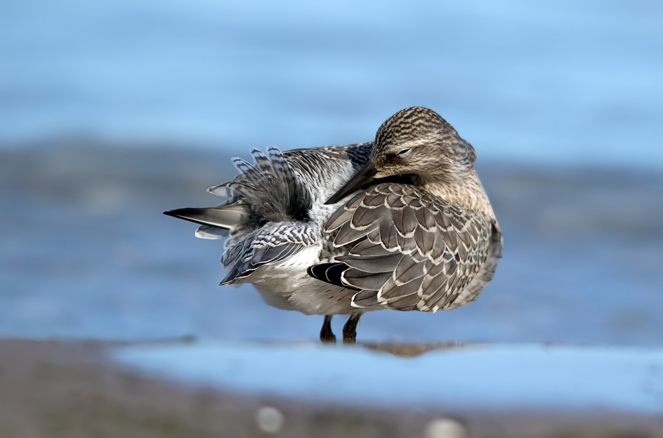 roman53 - . . Zdjęcie 317667