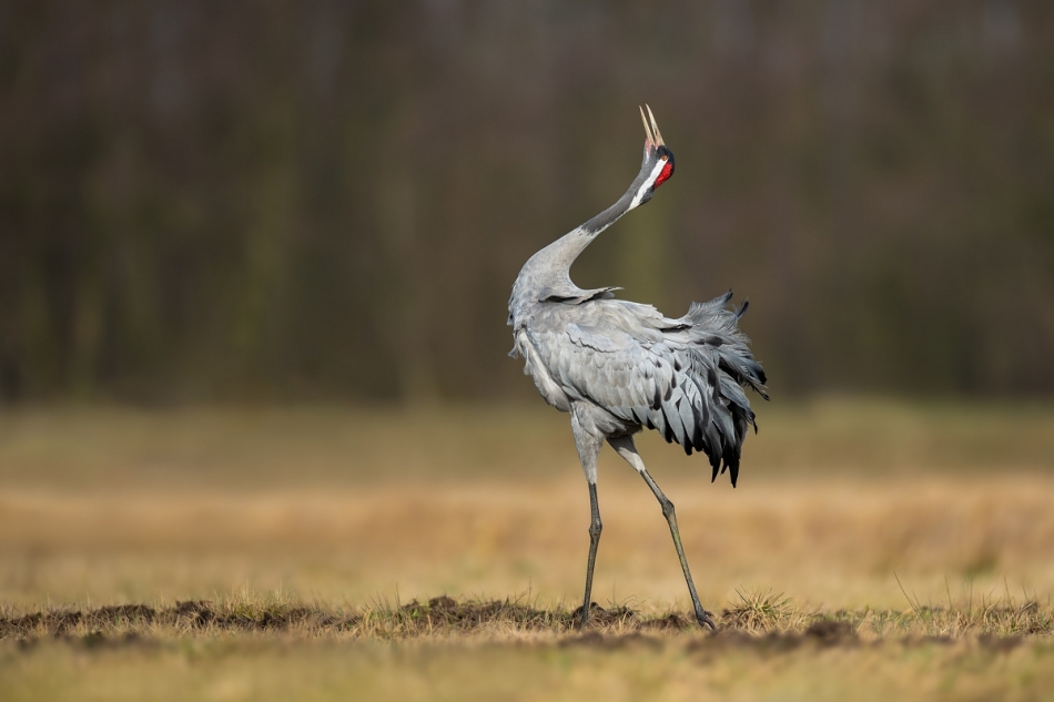 raftik - Wiosenne pieśni - Żuraw, Common Crane (Grus grus) .... . Zdjęcie 322762